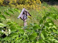 4-070 Dorner józsef